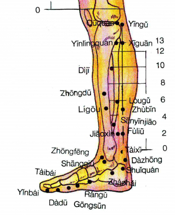 rapports_ponctuels_jambe_face_interne.png rapports_ponctuels_jambe_face_interne.png