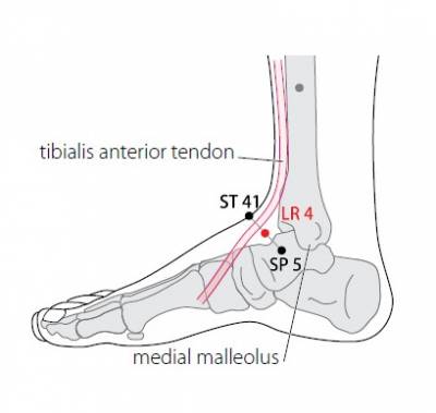 Cheville (anatomie) — Wikipédia